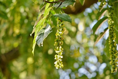 Pterocarya fraxinifolia - paořech jasanolistý - plody